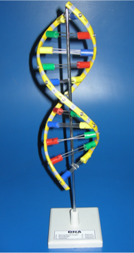 Model Of Nucleic Acid Model Of Nucleic Acid